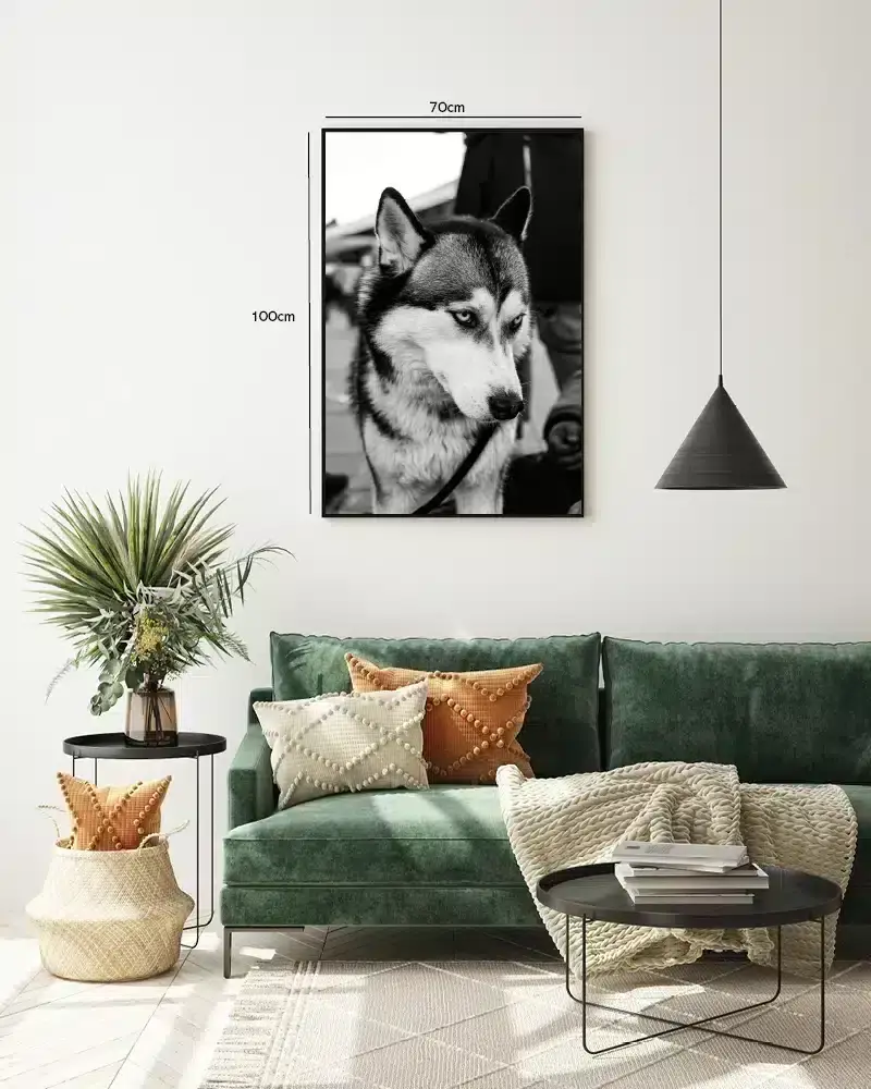 Siberian Husky Plakat