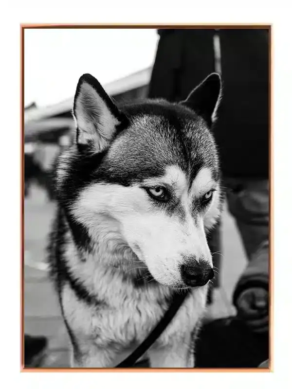 Siberian Husky Plakat