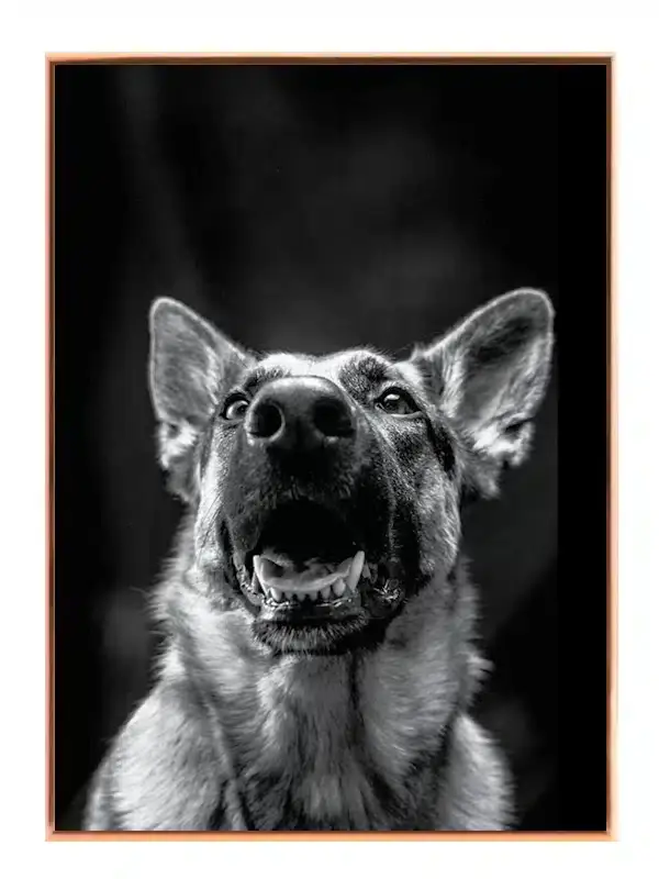 German Shepherd Plakat