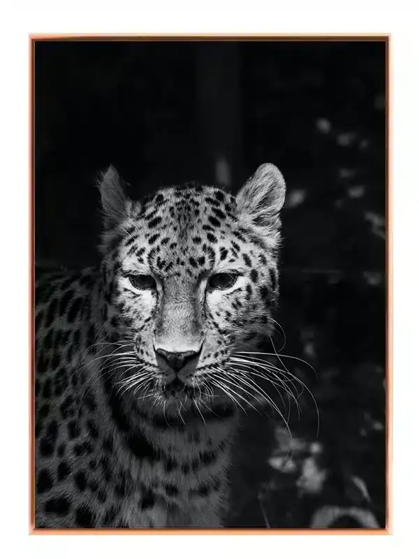 Leopard Closeup Plakat