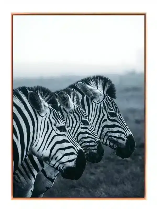 Zebra Trio Plakat