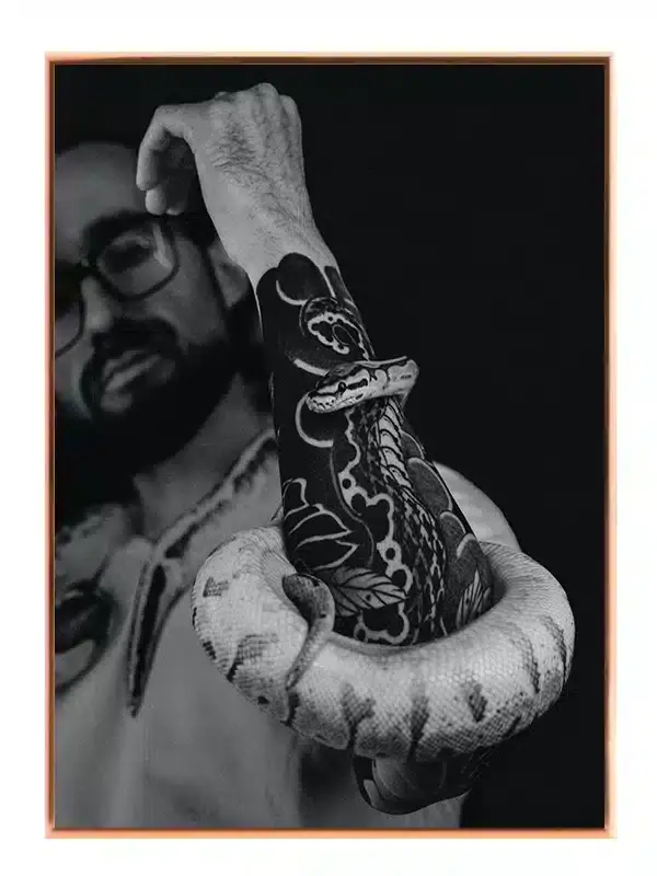 Slange Ball Python Plakat