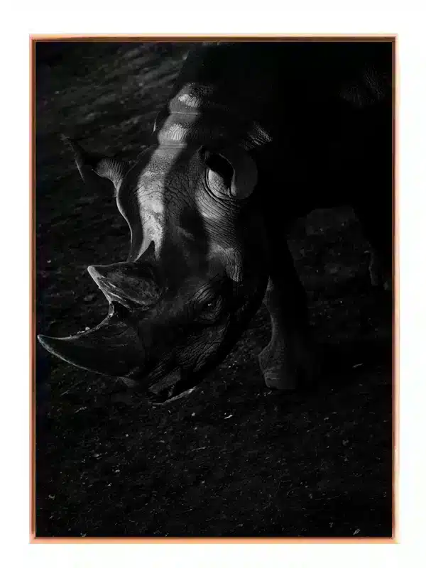 Black Rhino Plakat