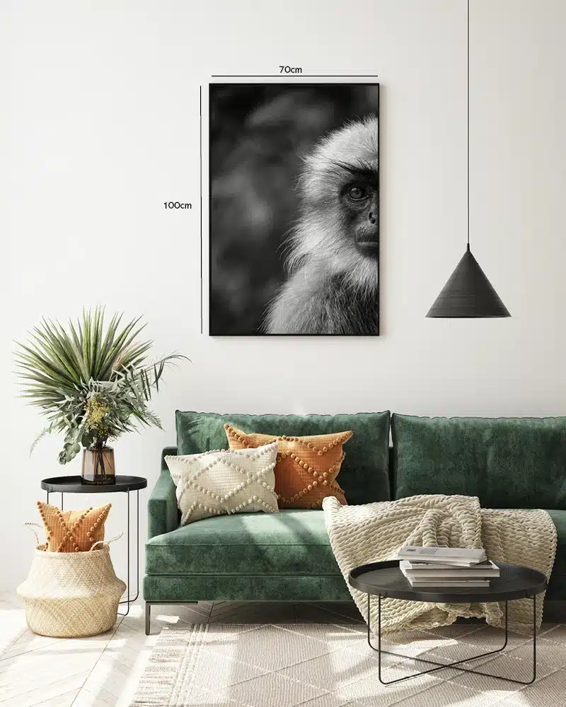 Langur Monkey Plakat