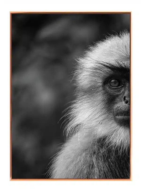 Langur Monkey Plakat