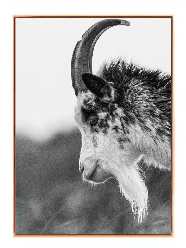 Mountain Goat Plakat
