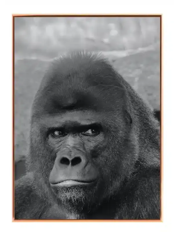 Silverback Gorilla Closeup Plakat