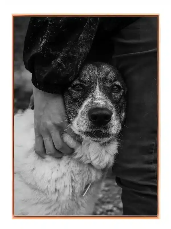 Mixed Breed Dog Plakat