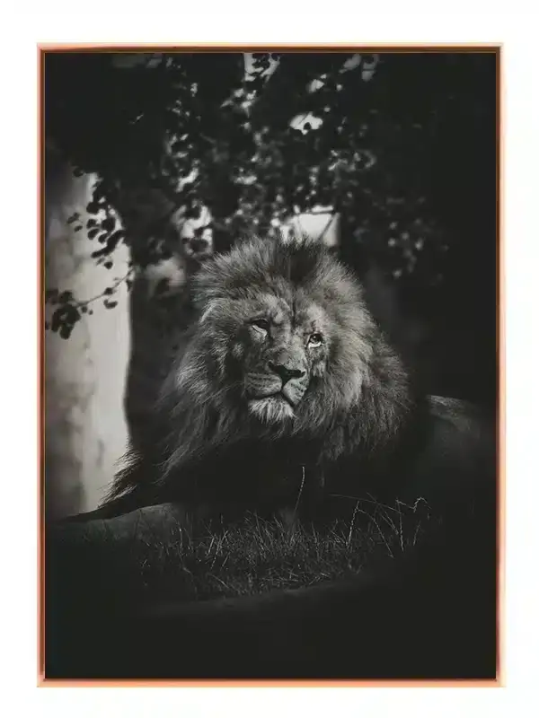 Lion Resting Plakat