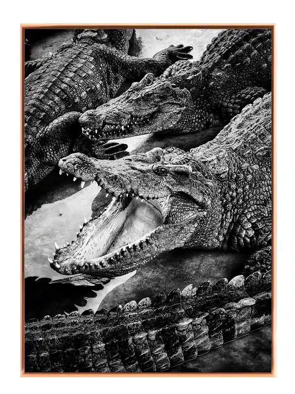 Nile Crocodile Plakat