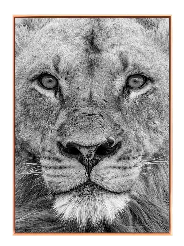 Lion Face I Plakat