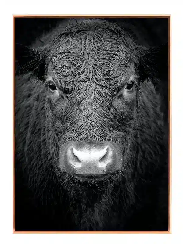 Cat Black Angus Plakat
