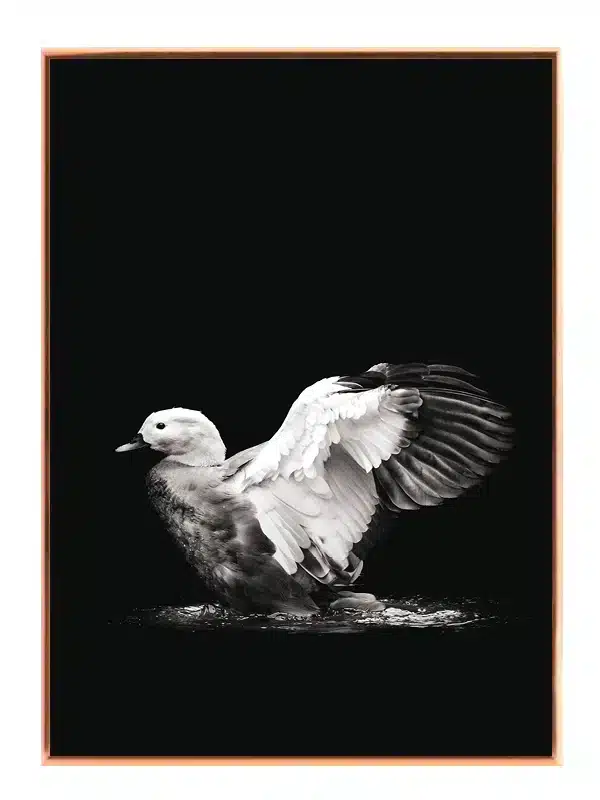 Fugl Duck With Wings Spread Plakat