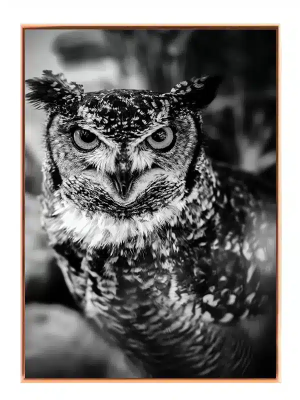 Great Horned Owl Plakat