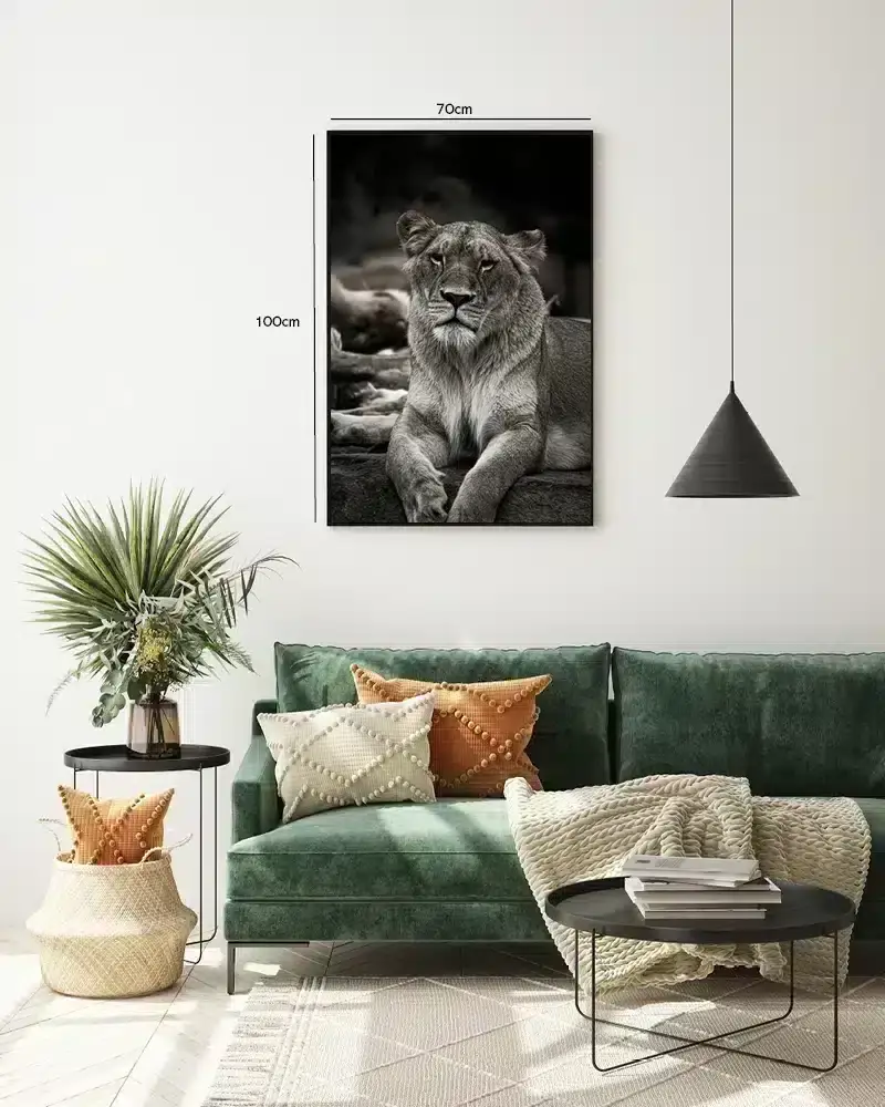 Lioness Resting Plakat