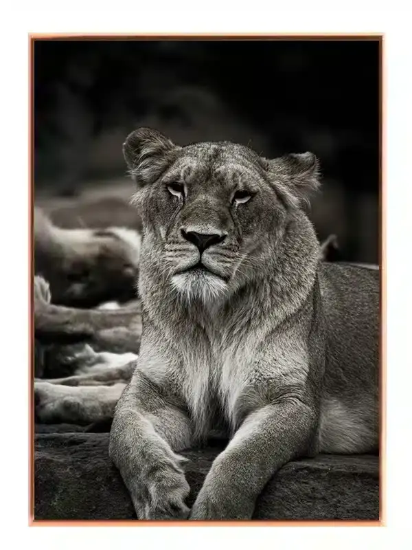 Lioness Resting Plakat