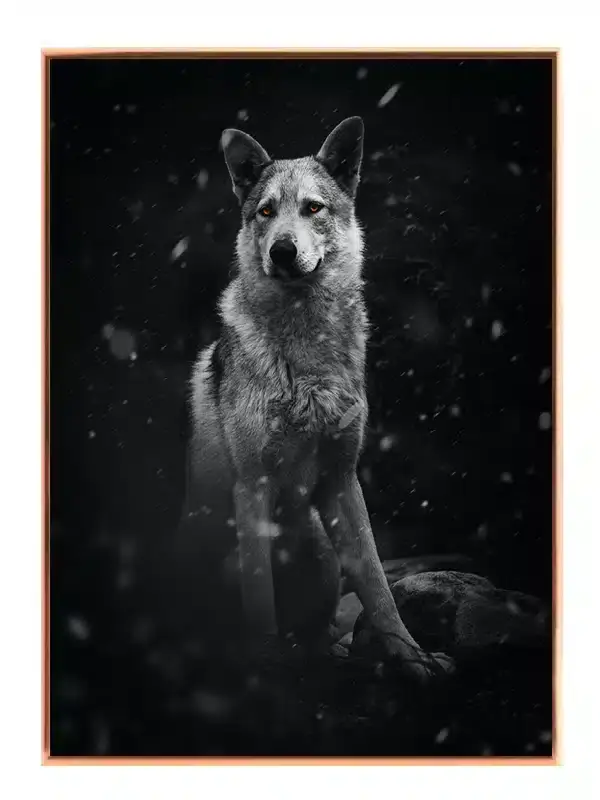Wolf In Snow Plakat