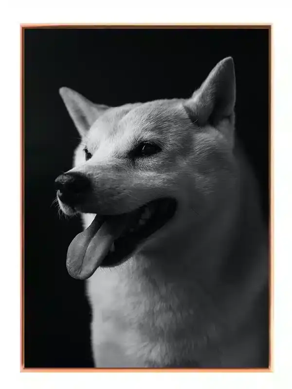 Hund Shiba Inu Plakat