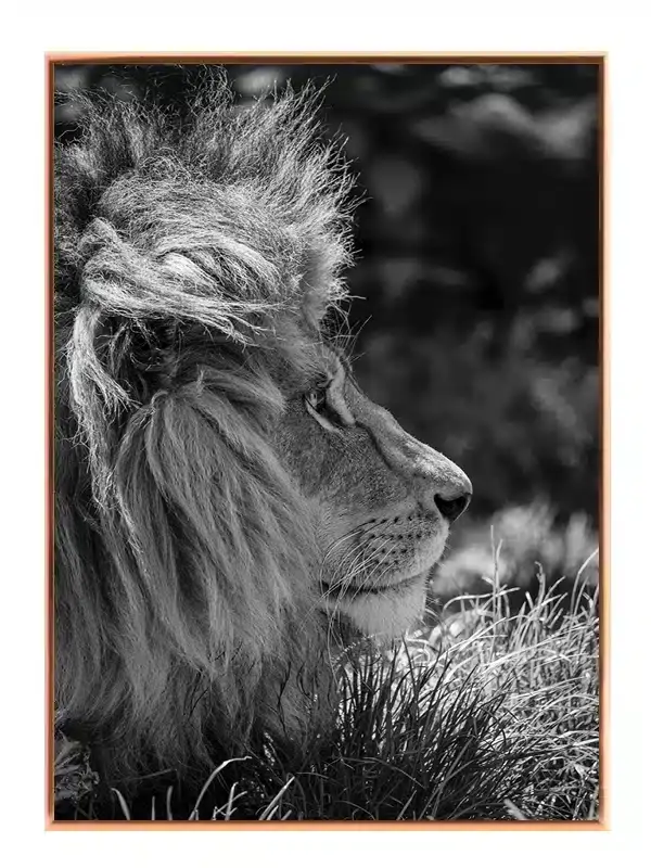 Lion Side Profile Plakat