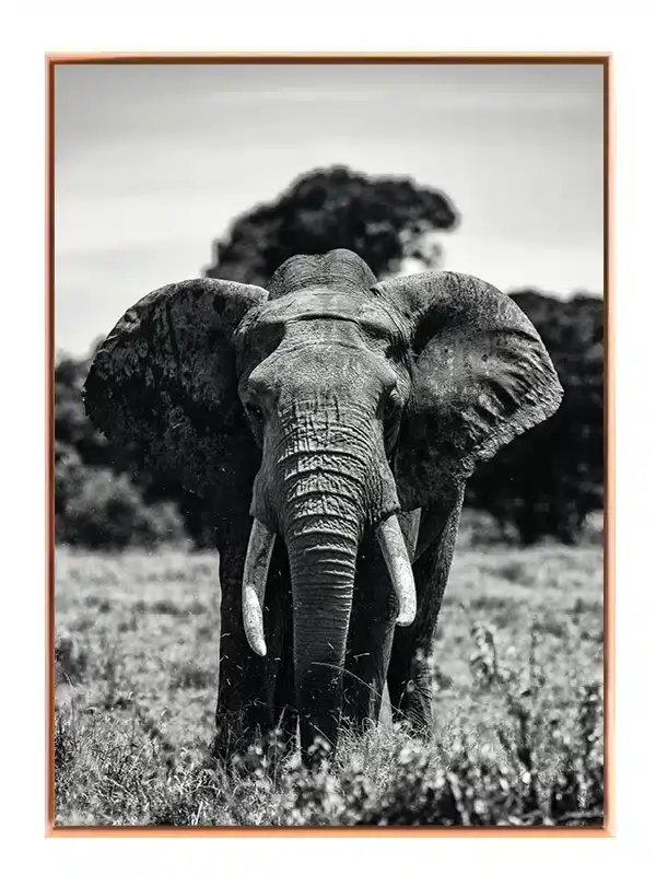 Elephant Front View Plakat