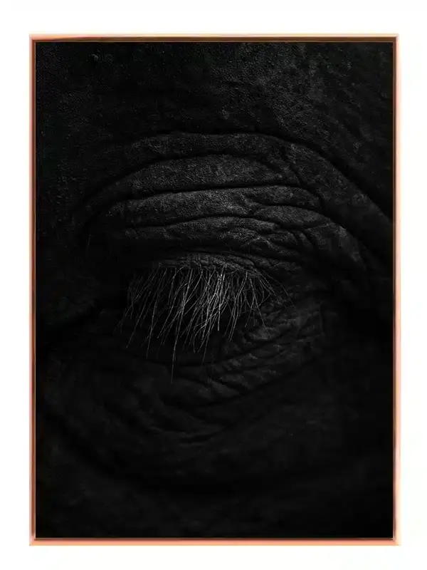 Elephant Eye Plakat