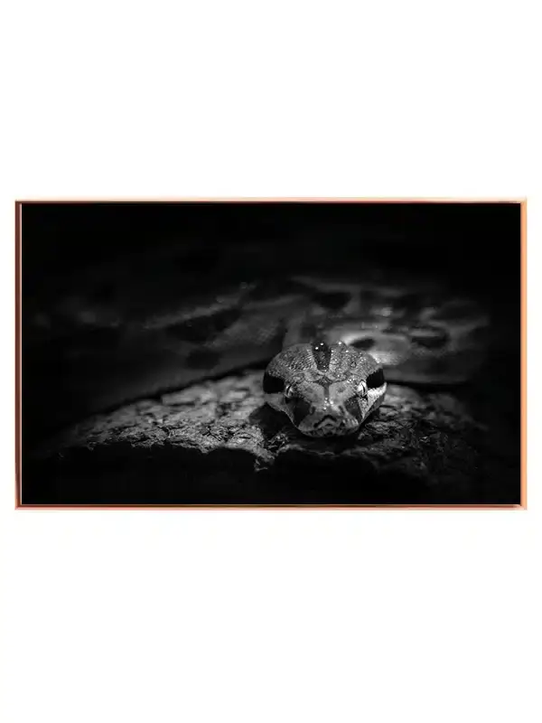 Slange Ball Python Plakat