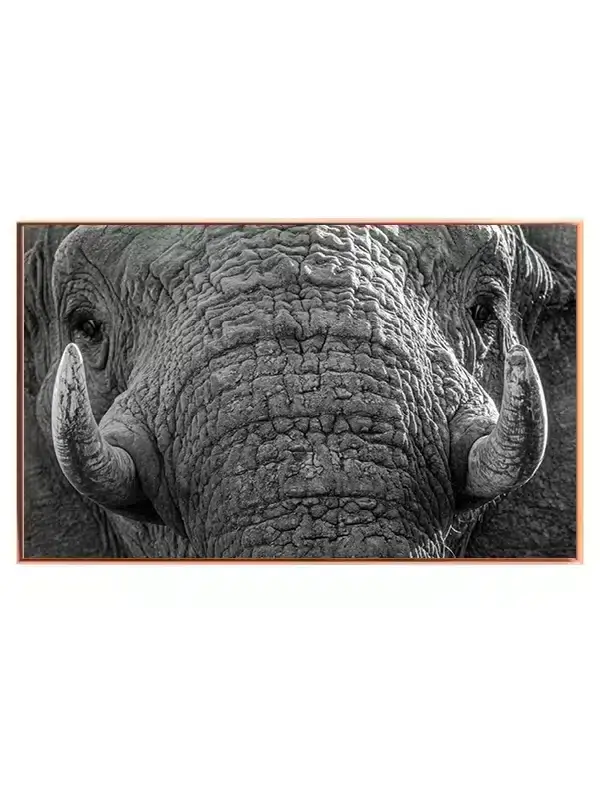 African Elephant Plakat