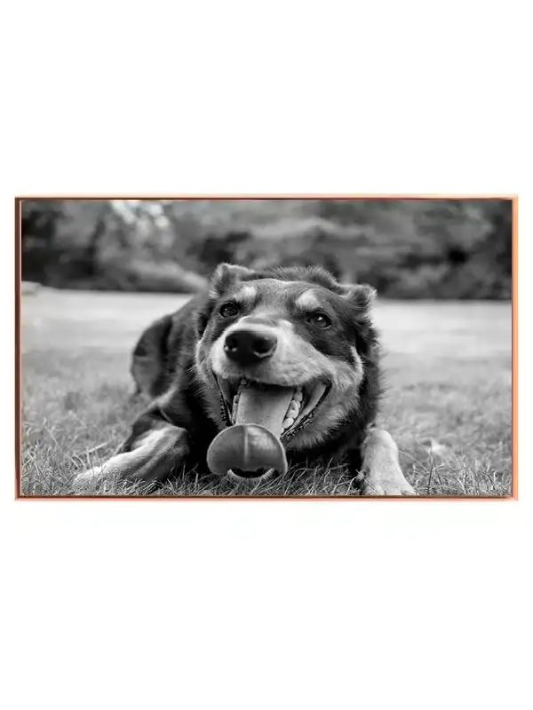 Happy Australian Shepherd Plakat