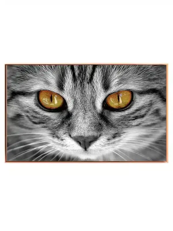 Tabby Cat Plakat