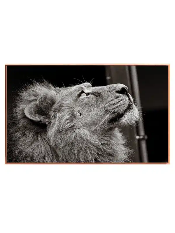 Lion Close Up Plakat