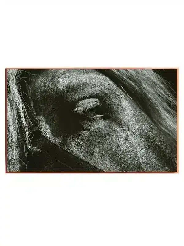 Horse Closeup Plakat