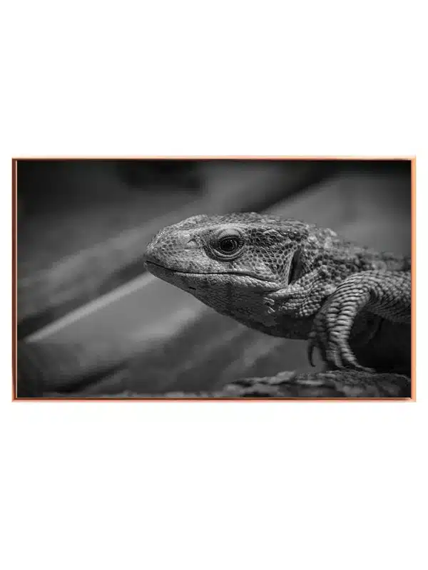 Bi Monitor Lizard Plakat
