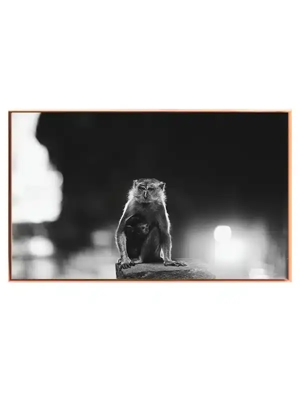 Monkey With Baby Plakat