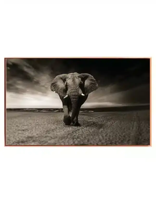 Elephant Beach Plakat