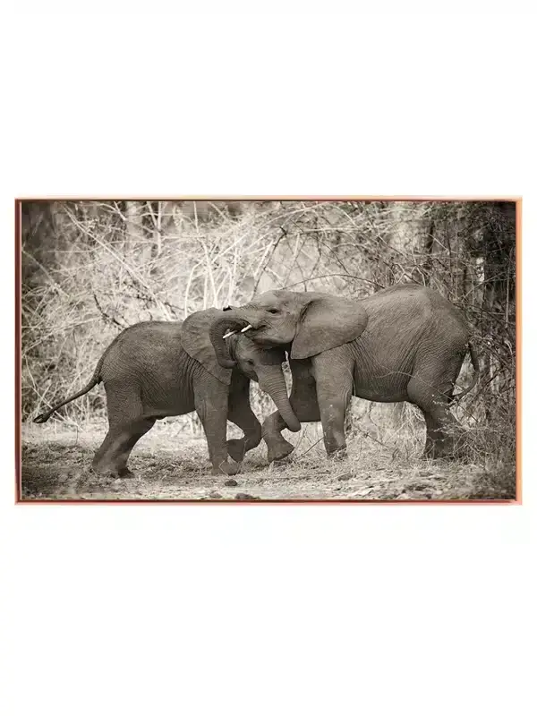 African Elephant Calves Plakat
