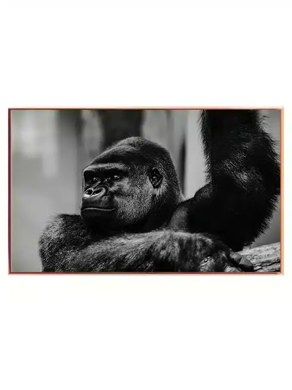 Silverback Gorilla Plakat