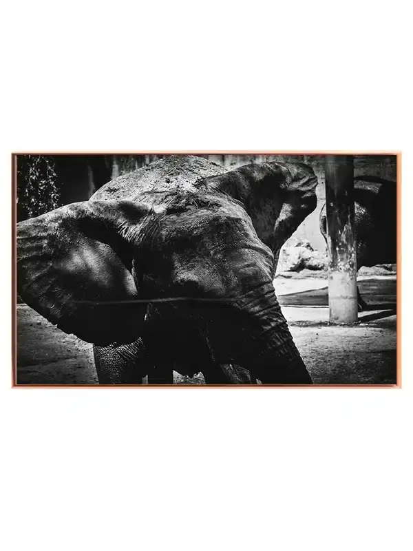 Elephant Muddy Portrait Plakat