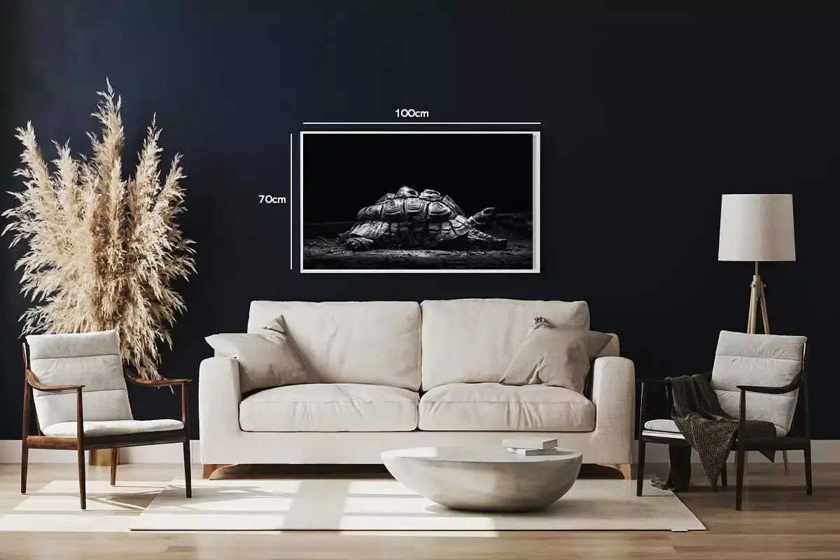 Turtle Tortoise Plakat