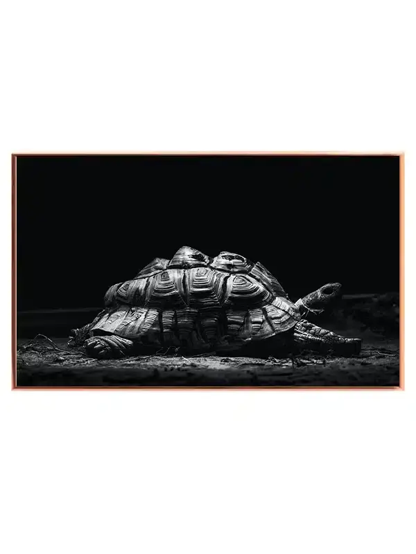 Turtle Tortoise Plakat