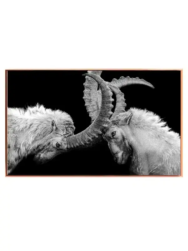 Mountain Goats Plakat