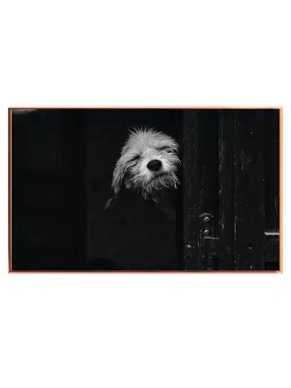 Scruffy Dog Plakat