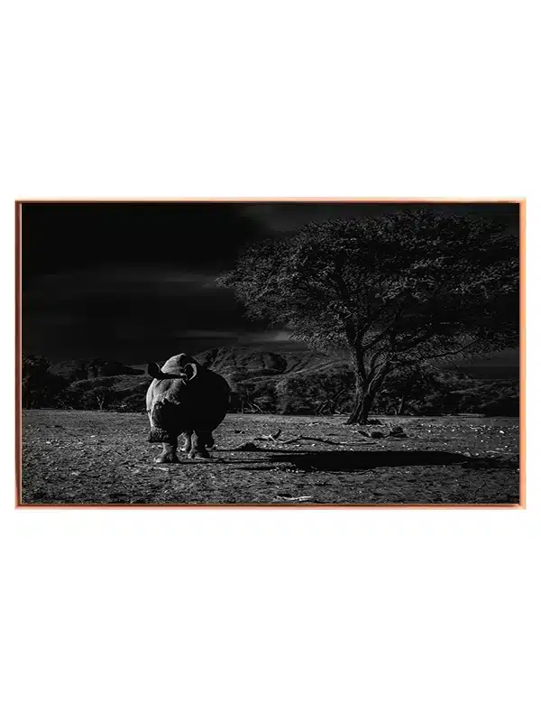 Black Rhino Plakat