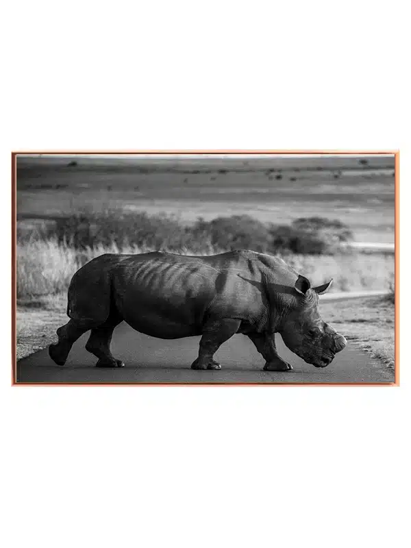 White Rhinoceros Crossing Plakat