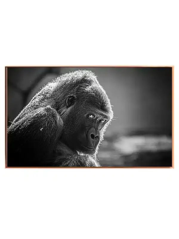 Silverback Gorilla Closeup Plakat