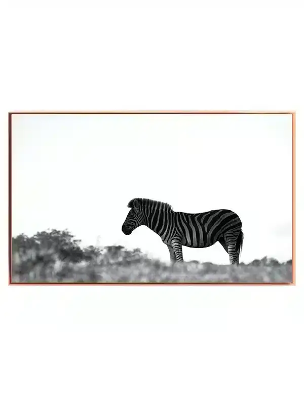 Zebra Side View Plakat