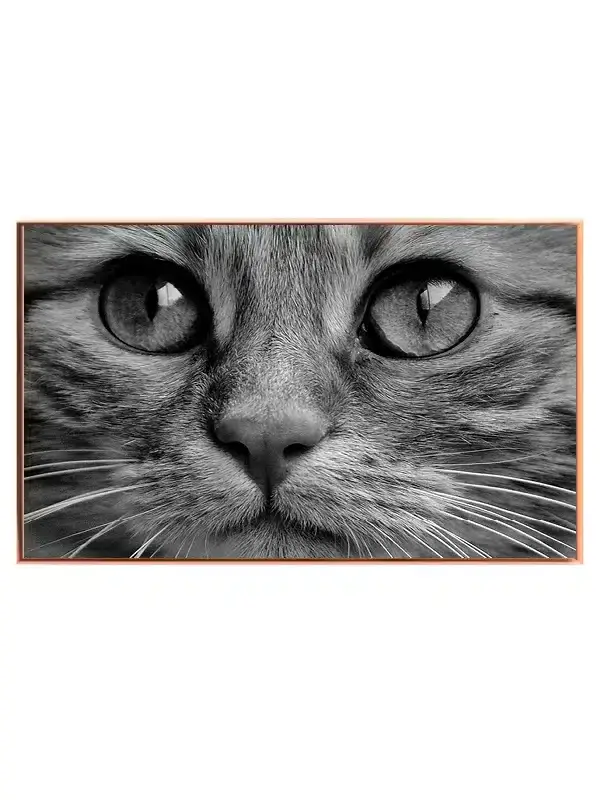 Cat Closeup Plakat