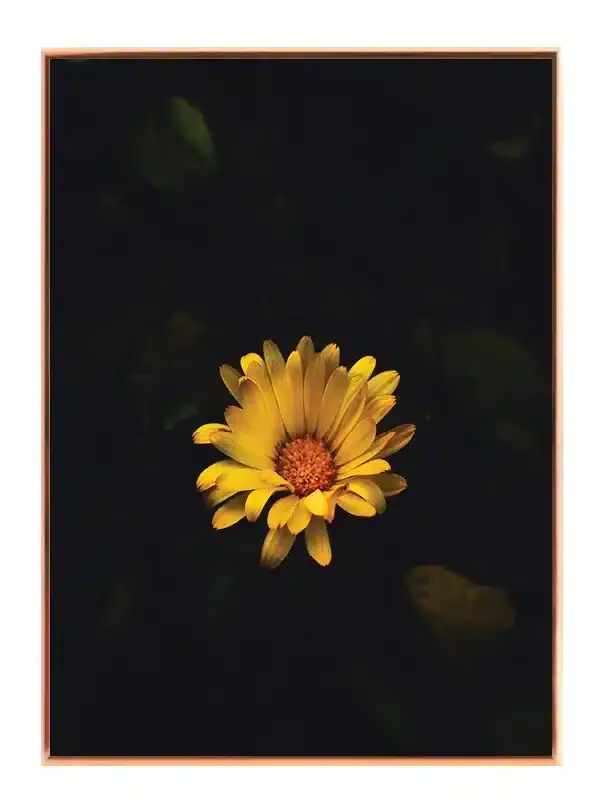 Gul Blomst i Mørke Plakat