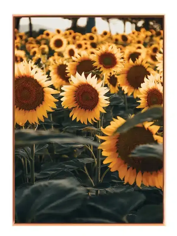 Solsikker i Skumring Plakat
