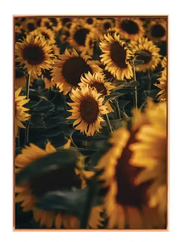 Solsikker i Skumring No1 Plakat