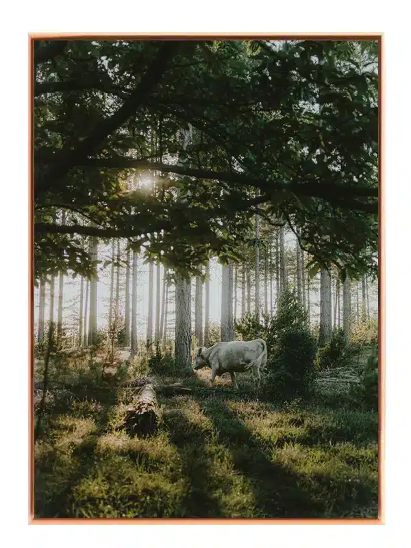 Ko i Fyrreskovens Lys Plakat